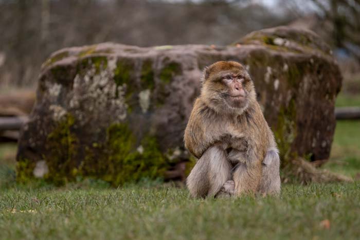 Trentham Monkey Forest: A Unique Experience With Monkeys | The Bumper Crew